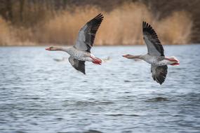 Geese Greylag at Lake