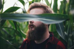 face of young bearded man behind Green long leaf