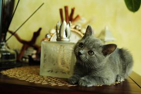 Beautiful and cute, gray cat laying on the table with colorful decorations