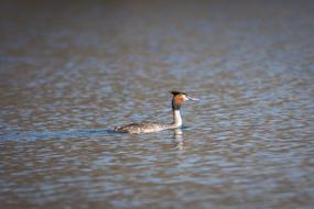 Great Crested Grebe Bird in lake