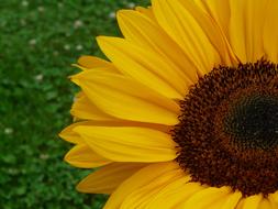 open sunflower bud in the field