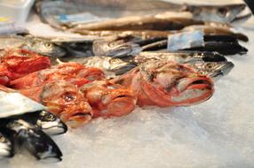 frozen raw fish