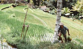 Man Farming