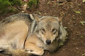 Timberwolf Wolf Animal at wildlife