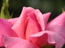 pink bud, rose petals
