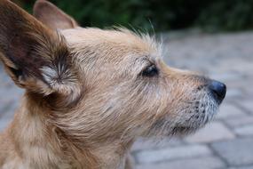 brown dog in profile in a blurred background