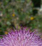 violet flower green background