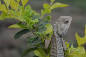 Cute chameleon on the plant with green leaves