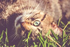 Cat Kitten Animal on grass