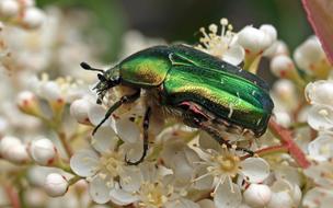 Insect Nature