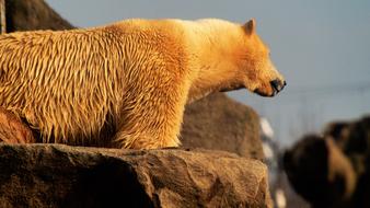 Polar Bear Animal Wild