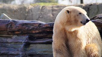 Beautiful and colorful polar bear near the wood and rocks, with plants, in the zoo