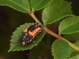 Insect on leaf in garden