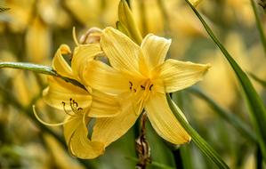 yellow lilies in bloom