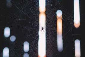 Spider on Web at light
