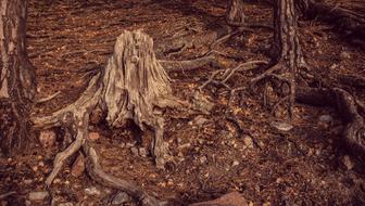 old tree roots in the woods