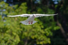 white Dove Bird Fly