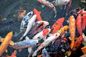Asian Koi Fishes
