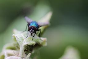 blue Fly on green leaf, Macro