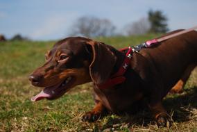 brown Dog Panting Canine