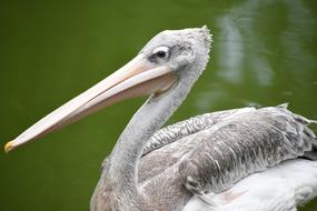 Spoonbill The Tip Of Mouth