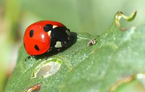 Insect Ladybug Macro