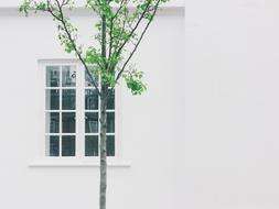 Home Residence and tree