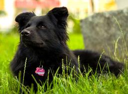 black domestic dog on green grass in blurred background