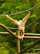 funny monkey on the wire