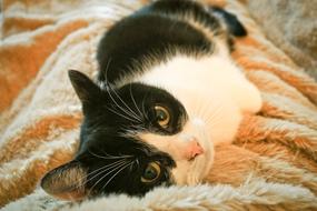 domestic cat on a blanket close-up