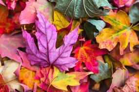 fallen maple leaves, colorful Autumn background