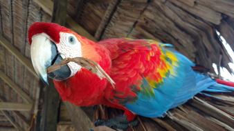 Ave Macaw exotic Bird