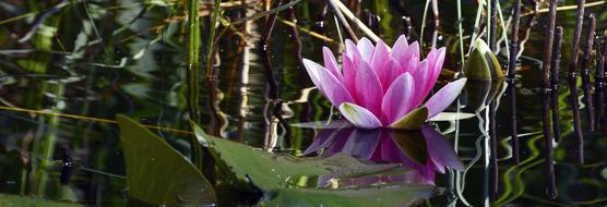 Water Lily, nuphar lutea, Aquatic Plant Blossom