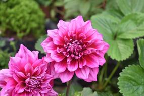 Flower Dahlia Pink