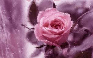 pink rose painting background