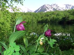 The Lady’s Slipper, Large-Flowered orchids in wild
