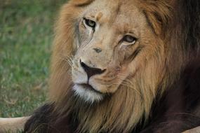 Portrait of the colorful and beautiful lion, on the green grass with leaves