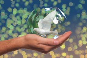 Close-up of the shiny bubble with the beautiful and cute, white dove bird, in the hand, at colorful bokeh lights on background, clipart