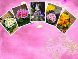 Easter Collage Background pink