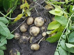 potatoes in the ground