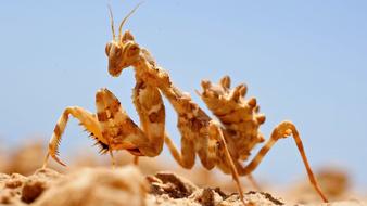 Close-up of the colorful insect, on the rocks in light