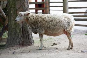 Animal Sheepfold Sheep