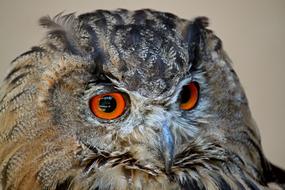 Portrait of the colorful, cute and beautiful, fluffy owl with shiny eyes