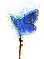 watercolor blue butterfly on white background