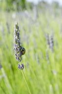 Close-up of the colorful Chrysolina Americana beetle on the beautiful lavender flowers