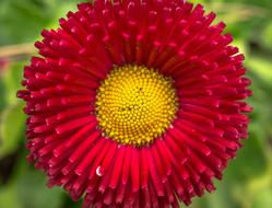 lush Red daisy flower with yellow core, macro