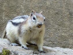 Cute Squirrel Animal