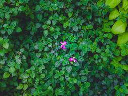 pink flowers in the foliage