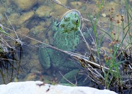 Close-up of the colorful and cute frog in the water with rocks and plants