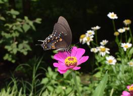 Hybrid Swallowtail On Zinnia